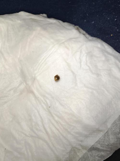 Mexikan Airlines Automatik. Week 0