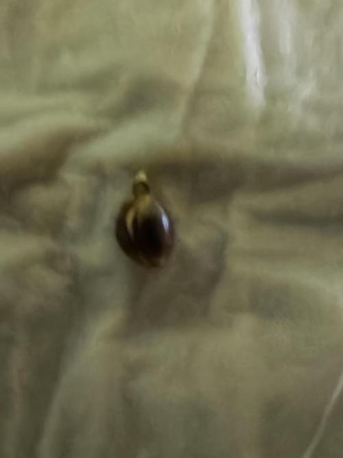 Mexikan Airlines Automatik. Week 0