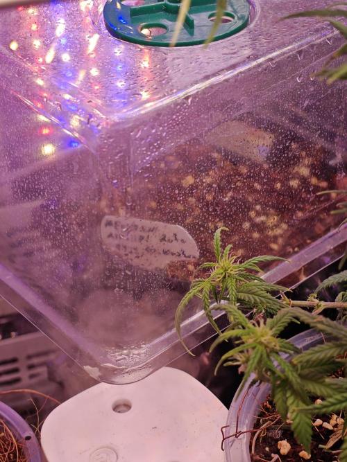 Mexikan Airlines Automatik. Week 0