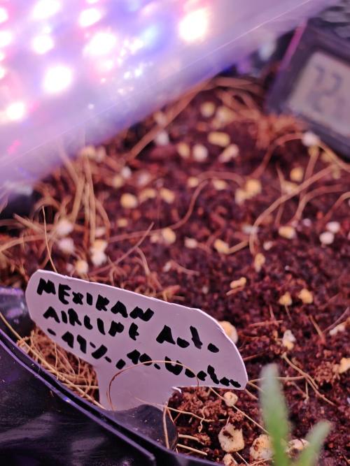 Mexikan Airlines Automatik. Week 0