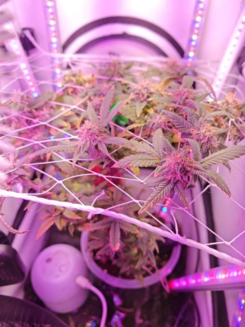 Big Bud. Week 6