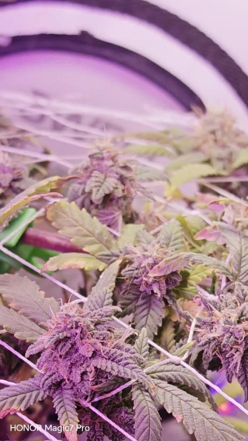 Big Bud