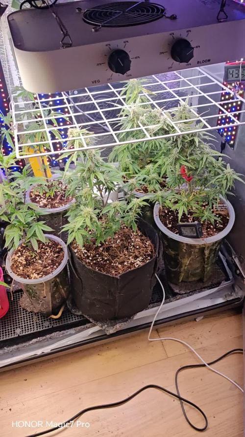 Alderaan Cookies Auto