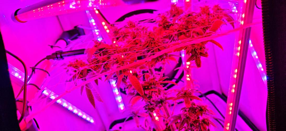 Big Bud. Week 8