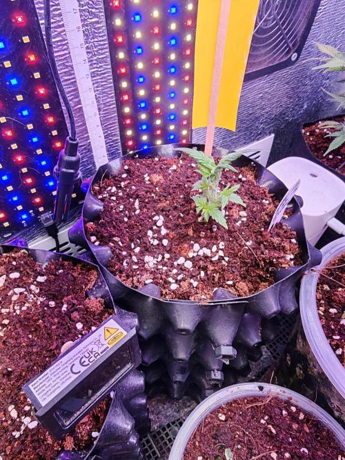 Mexikan Airlines Automatik. Week 3