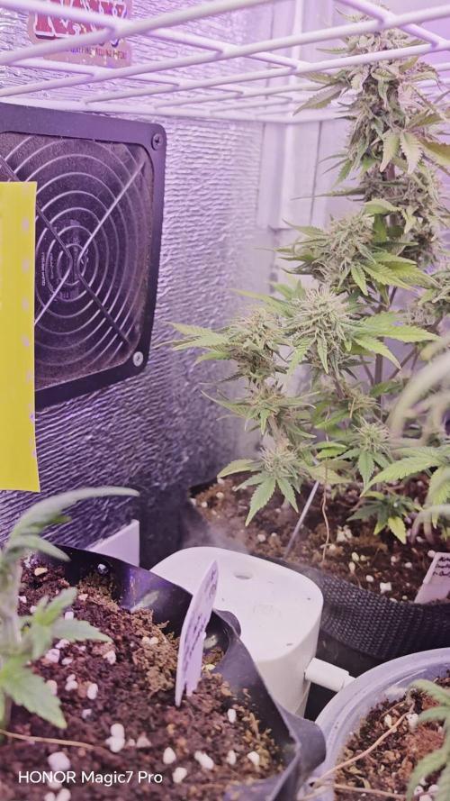 Alderaan Cookies Auto