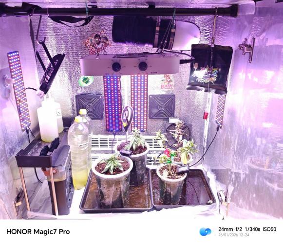Stealth Grow Schrank. Week 0