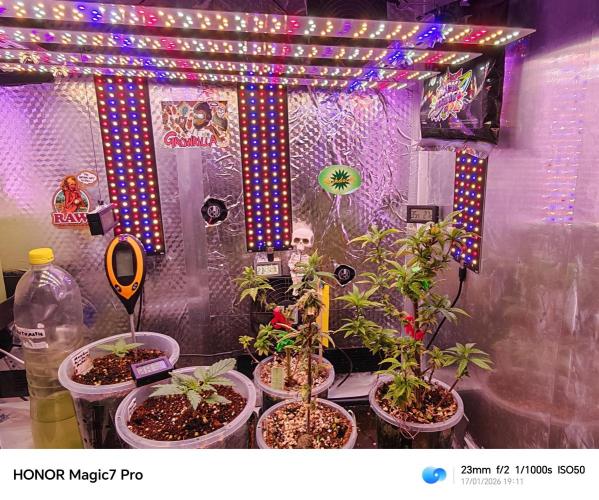 Stealth Grow Schrank. Week 0