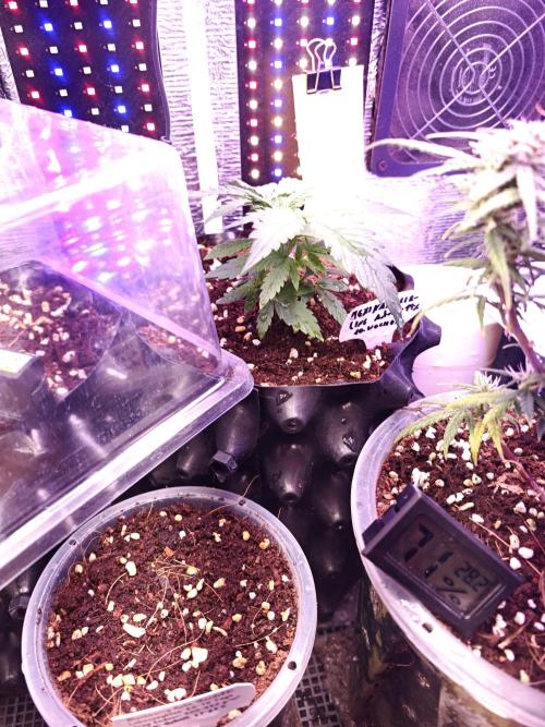 Mexikan Airlines Automatik. Week 4