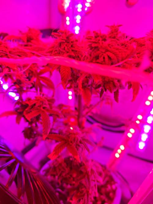 Big Bud. Week 9