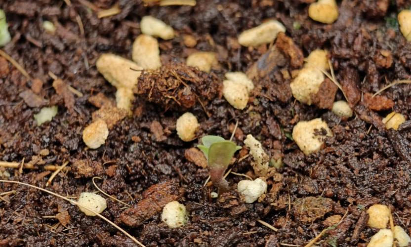 Stealth Grow Schrank. Week 1 - Blackberry Auto Seeds66 