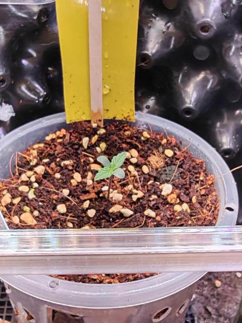 Stealth Grow Schrank. Week 1 - Blackberry Auto Seeds66 