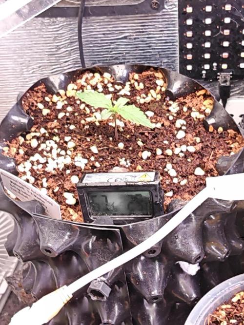 Stealth Grow Schrank. Week 1 - Permanent Marker Auto Seeds66 
