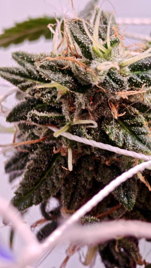 Big Bud. Week 10