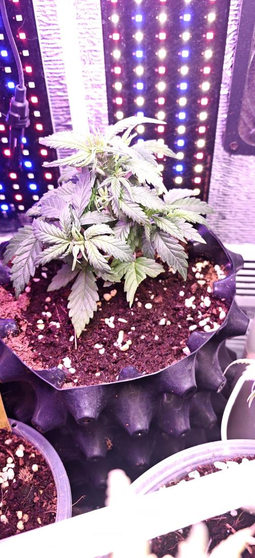 Mexikan Airlines Automatik. Week 5