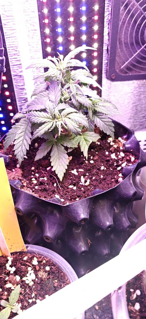 Mexikan Airlines Automatik. Week 5