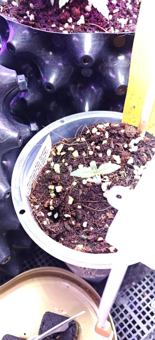 Stealth Grow Schrank. Week 2 - Blackberry Auto Seeds66 