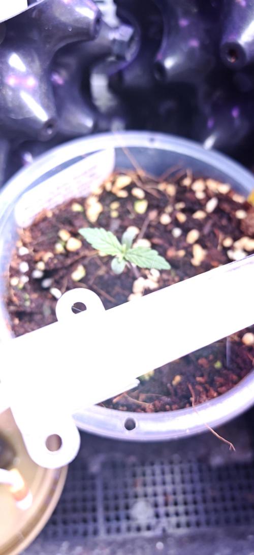 Stealth Grow Schrank. Week 2 - Blackberry Auto Seeds66 