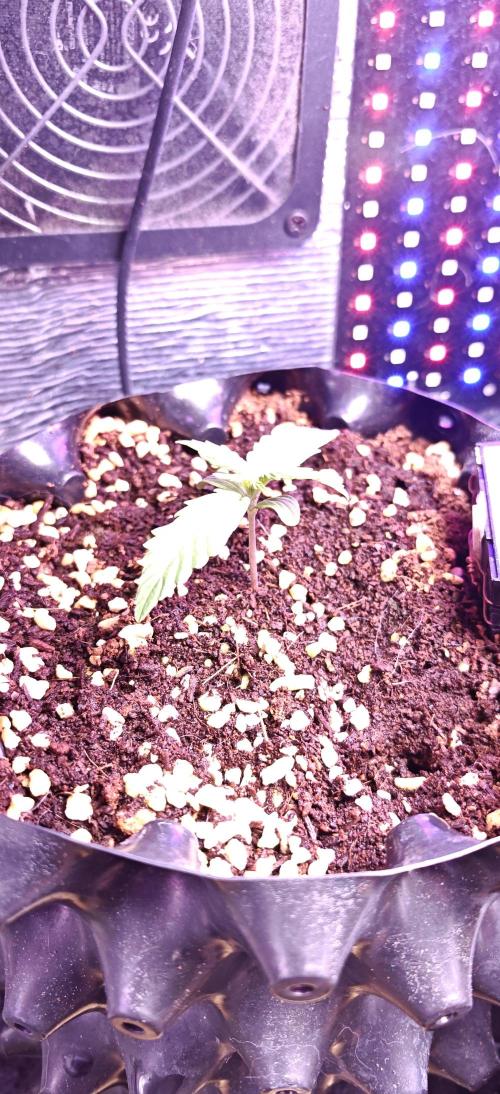 Stealth Grow Schrank. Week 2 - Permanent Marker Auto Seeds66 