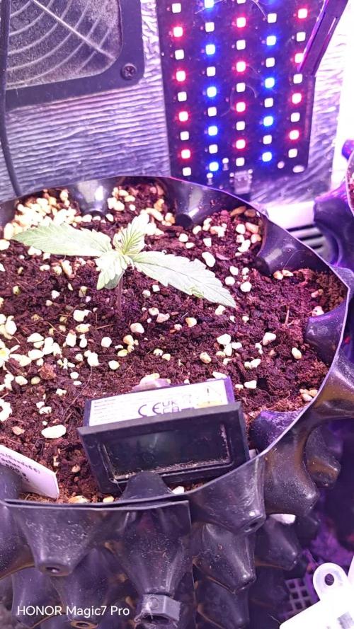 Stealth Grow Schrank