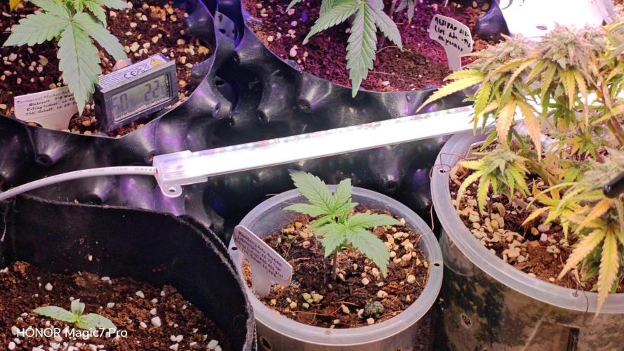 Stealth Grow Schrank. Week 3