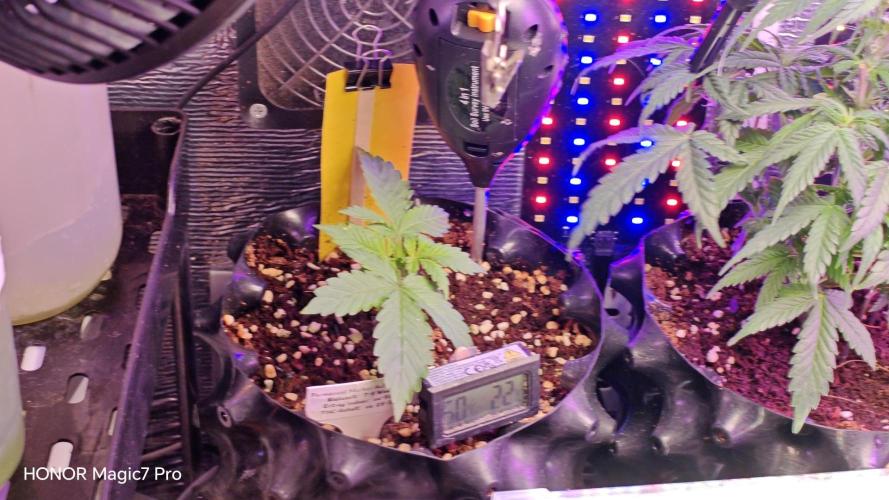 Stealth Grow Schrank. Week 3