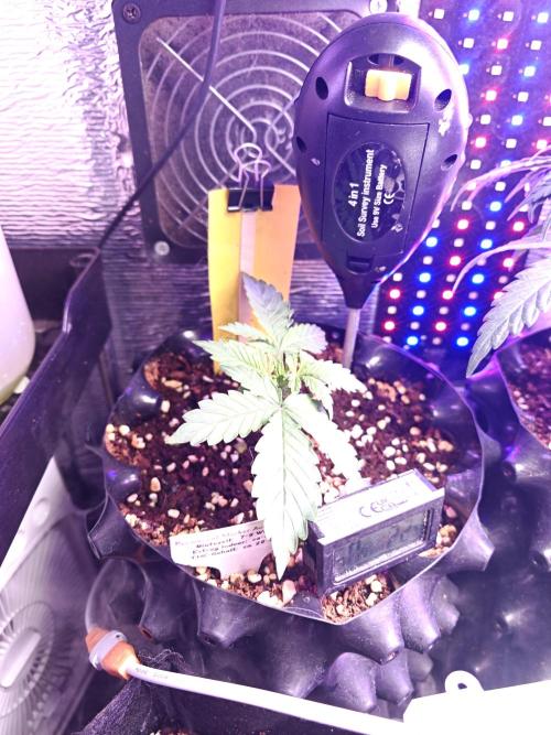 Stealth Grow Schrank. Week 3