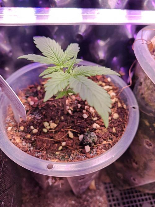 Stealth Grow Schrank. Week 3