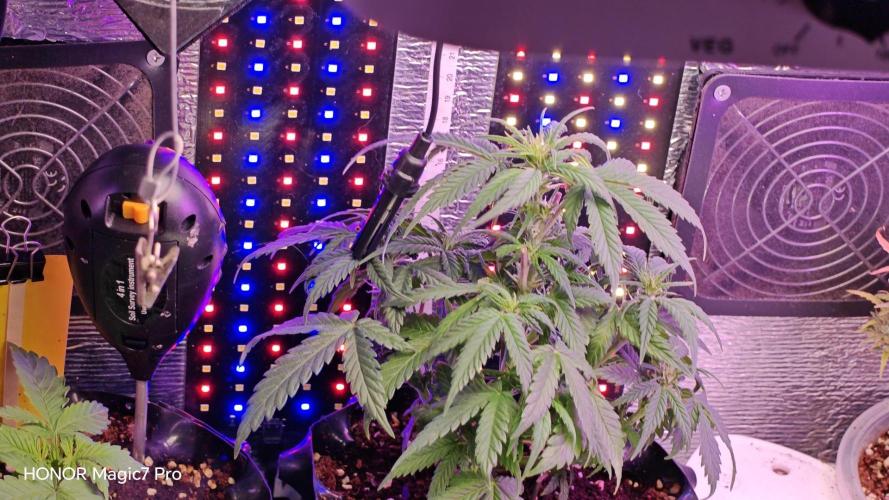 Mexikan Airlines Automatik. Week 6