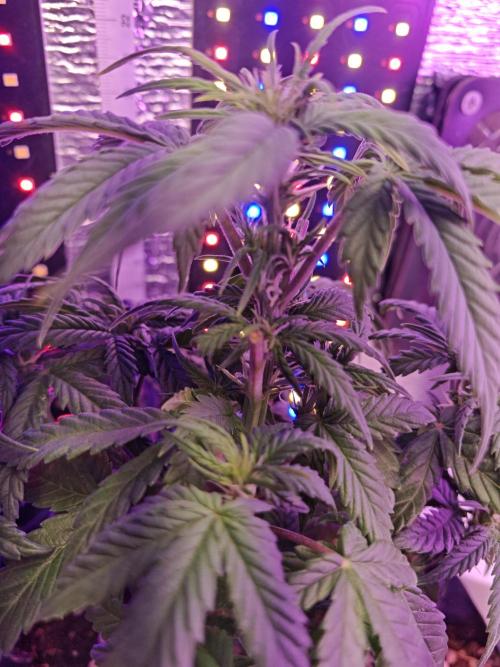 Mexikan Airlines Automatik. Week 6