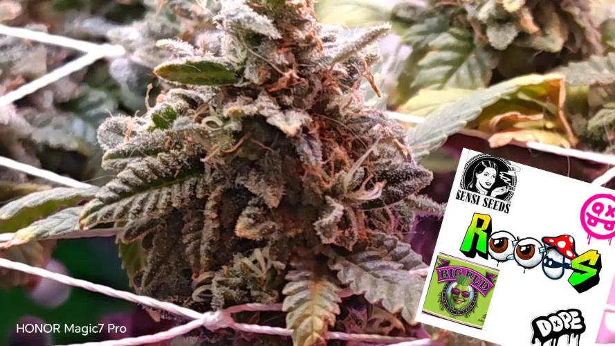 Big Bud