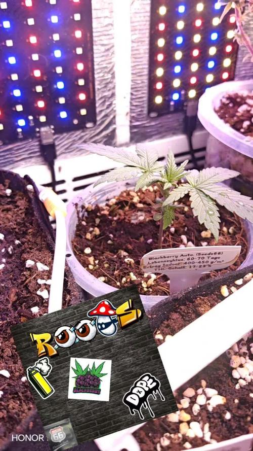 Stealth Grow Schrank