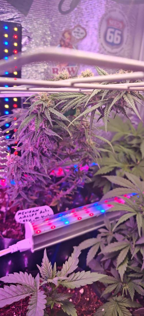Mexikan Airlines Automatik. Week 7