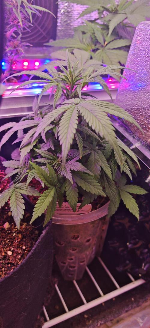 Stealth Grow Schrank. Week 4