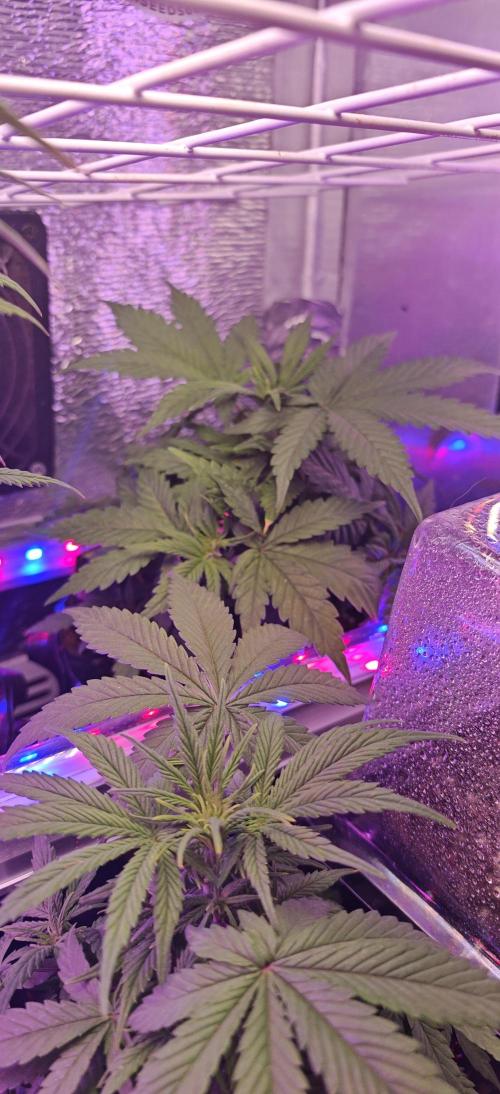 Stealth Grow Schrank. Week 4