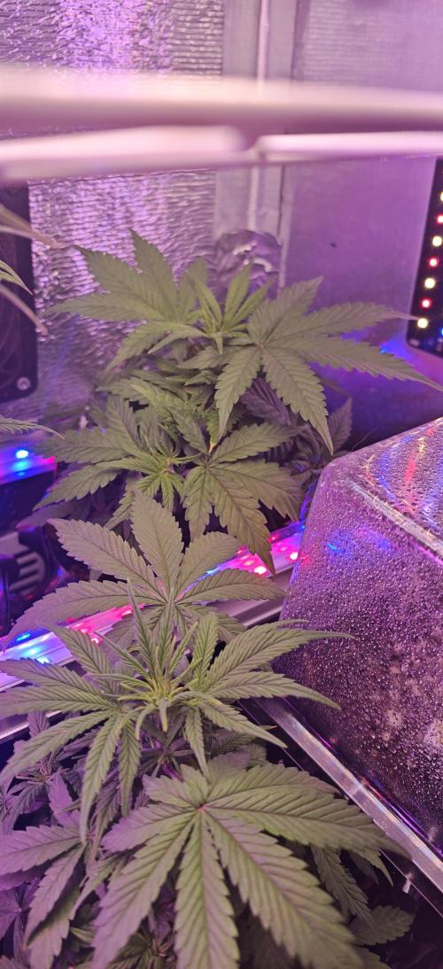 Stealth Grow Schrank. Week 4