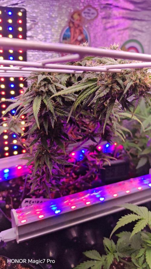 Mexikan Airlines Automatik. Week 8