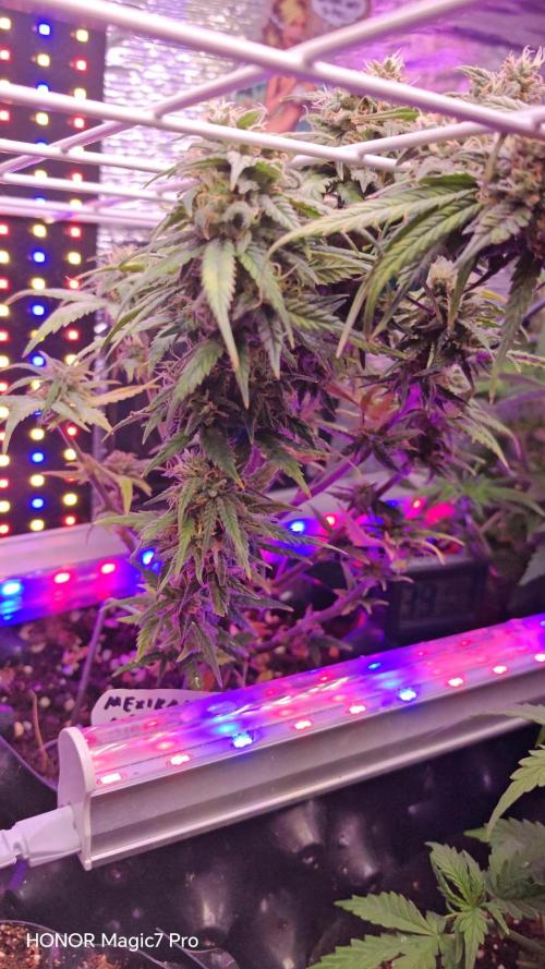 Mexikan Airlines Automatik. Week 8
