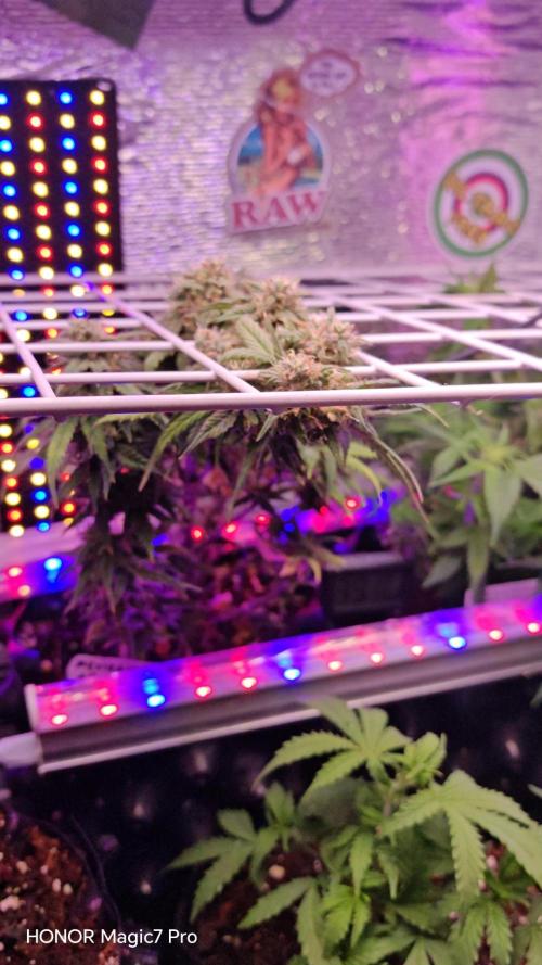 Mexikan Airlines Automatik. Week 8