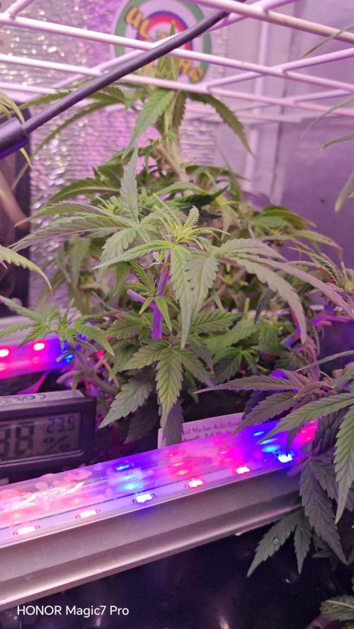 Stealth Grow Schrank. Week 5