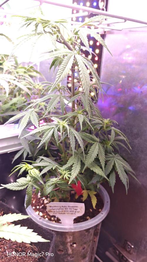 Stealth Grow Schrank. Week 5