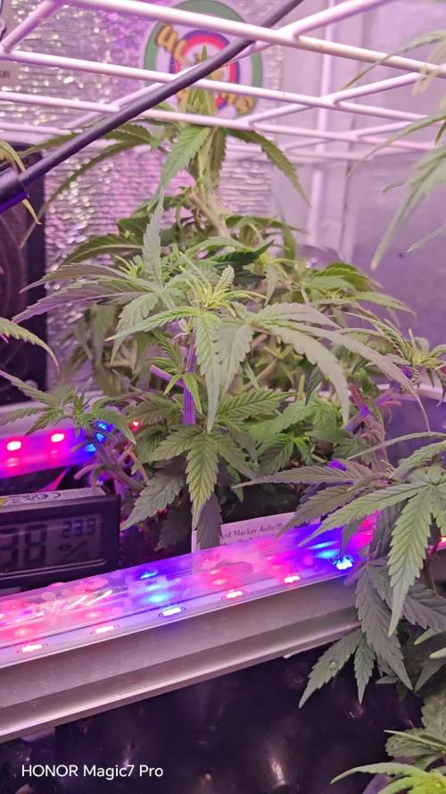 Stealth Grow Schrank