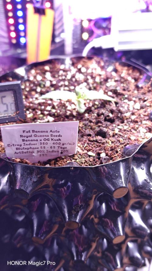Fat Bannana Auto (Royal Queens Seeds). Week 1