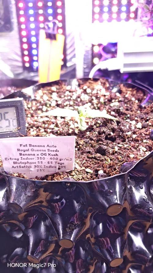 Fat Bannana Auto (Royal Queens Seeds)