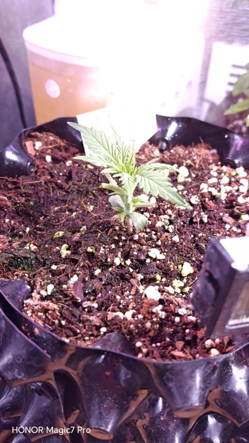 Fat Bannana Auto (Royal Queens Seeds). Week 2