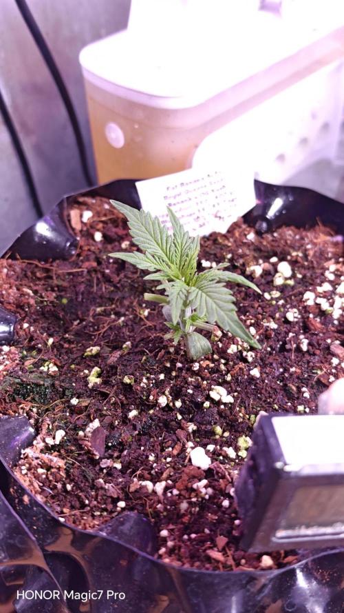 Fat Bannana Auto (Royal Queens Seeds). Week 2