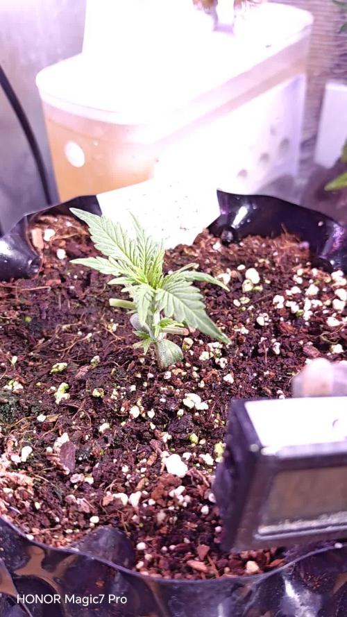 Fat Bannana Auto (Royal Queens Seeds)