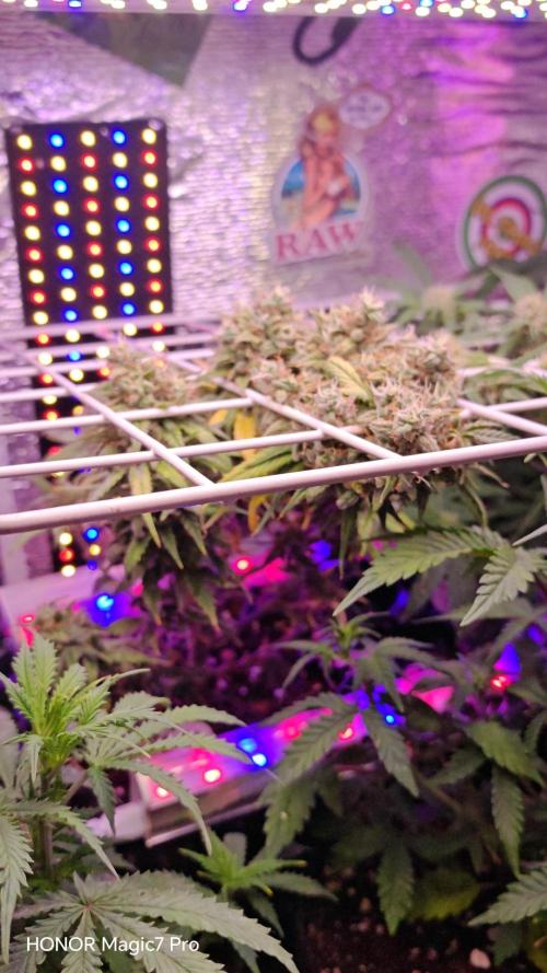 Mexikan Airlines Automatik. Week 9