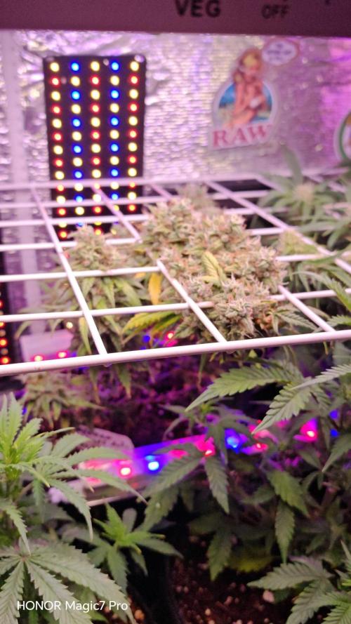 Mexikan Airlines Automatik. Week 9
