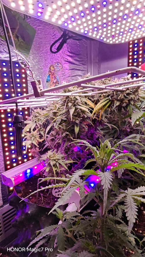 Mexikan Airlines Automatik. Week 9